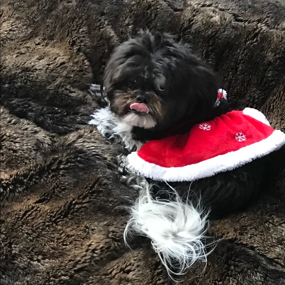 Meet your Posher, CANO 🙏❤️🙏❤️ - Picture 3 of 5